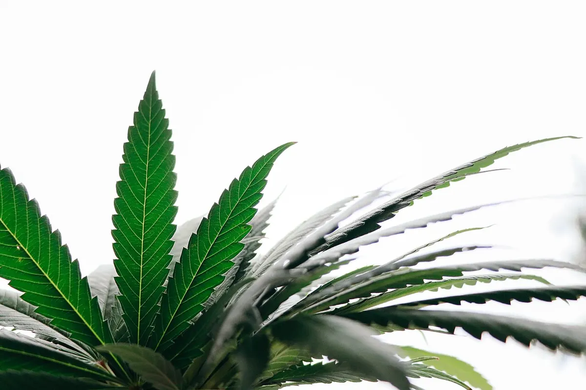 cannabis leaf
