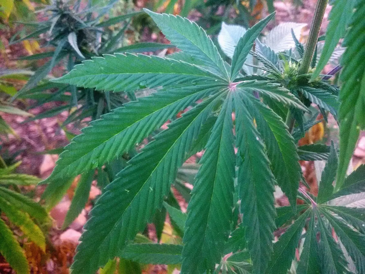 cannabis leaf