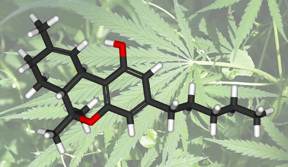 Cannabis leaf - how long does weed stay in your system blood work
