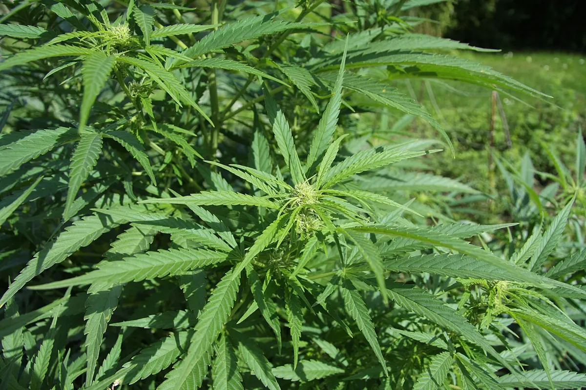 how long does it take to pass a urine drug test for weed - cannabis leaf
