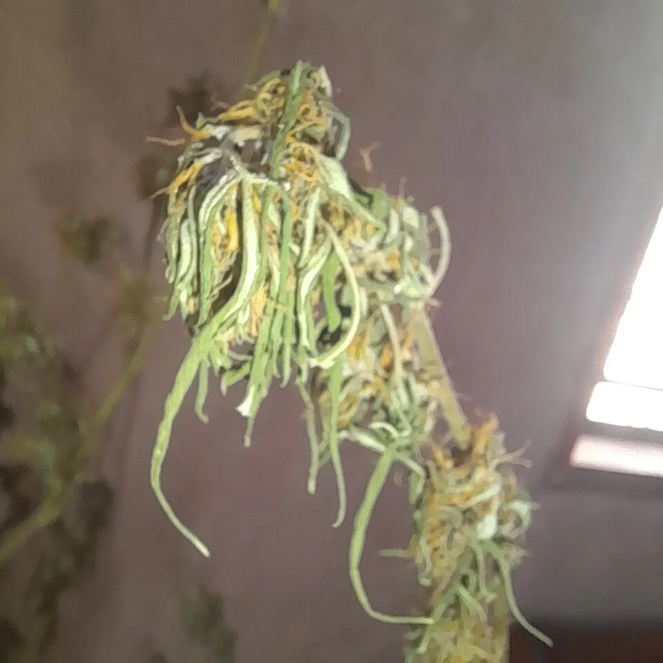 Cannabis leaf - hair follicle test thc levels